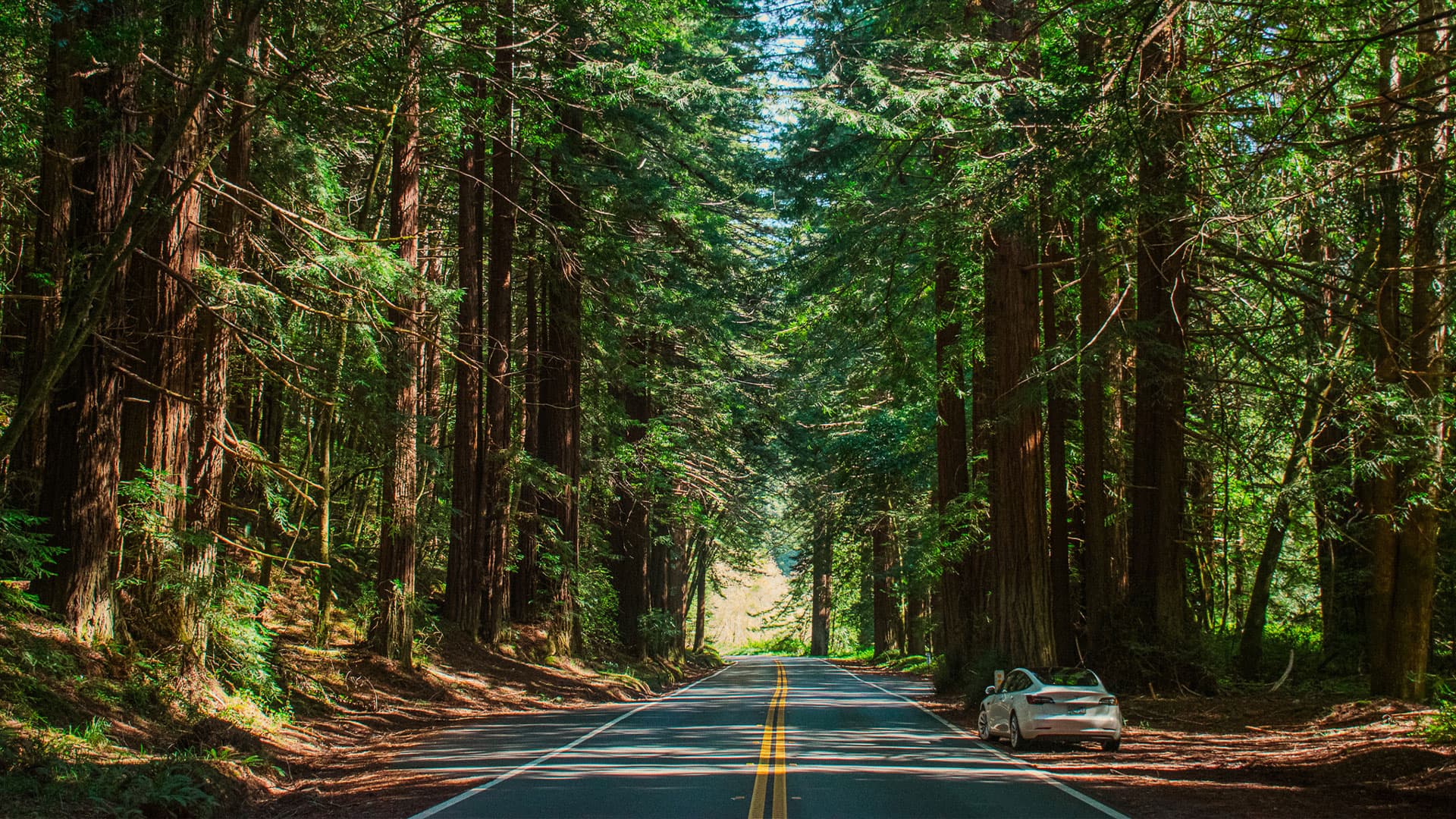 Road winding through a dense redwood forest.