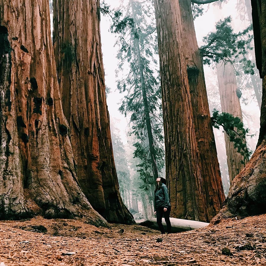 Woman standing in awe of giant sequoia trees