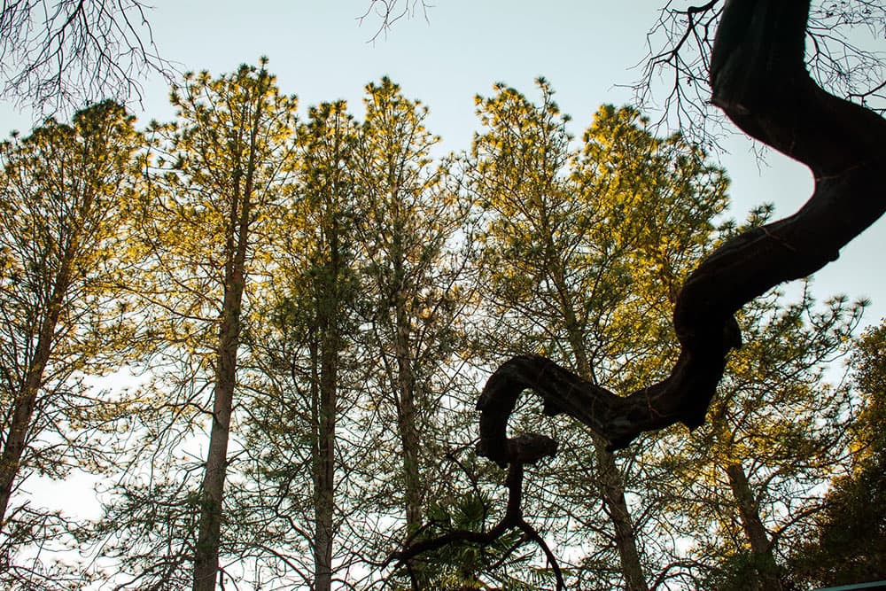 View of tall trees against a clear sky with a twisting branch in the foreground.