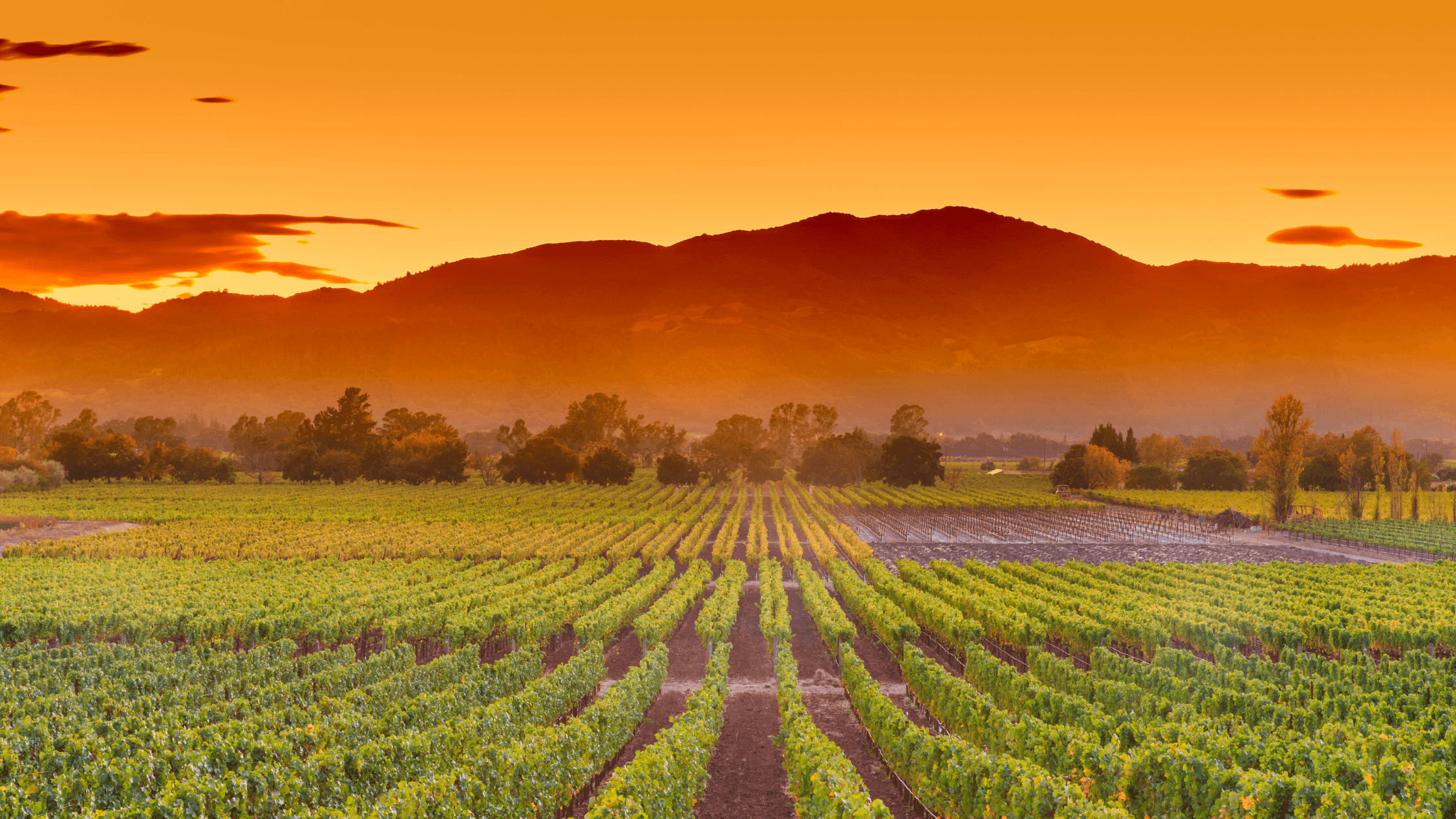 A vibrant vineyard stretches across the foreground beneath an orange sunset and distant mountains.