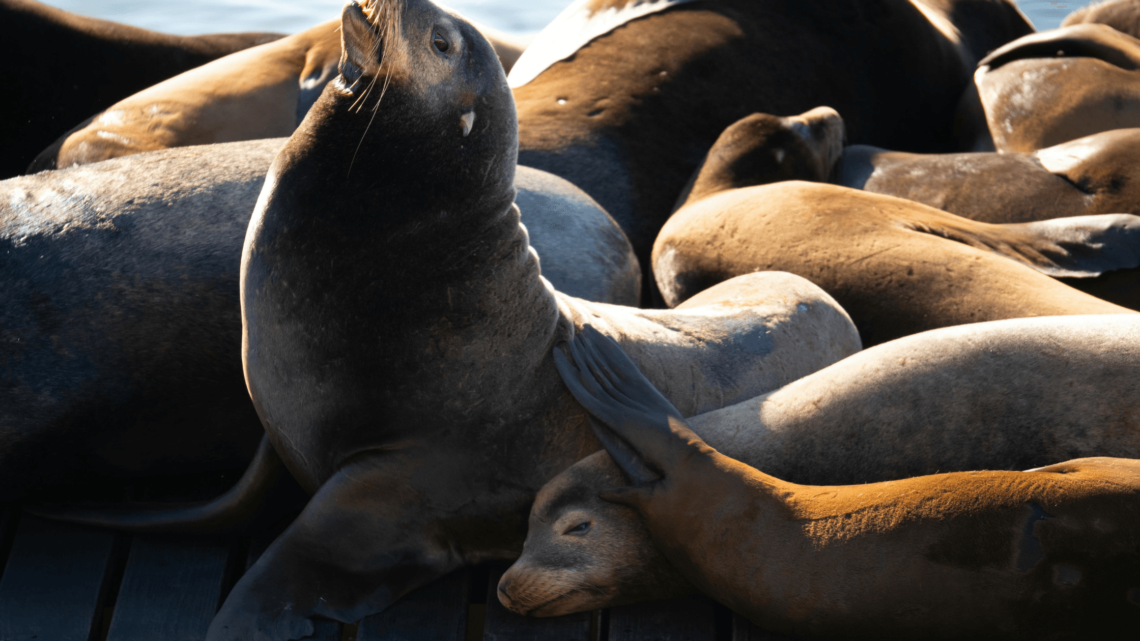 A group of sea lions lounging together on a wooden dock.