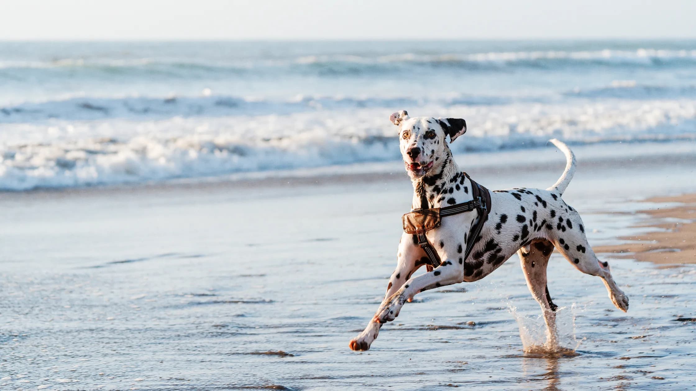 A Dalmatian dog joyfully runs along the beach.