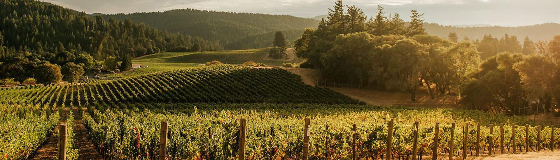 Anderson Valley wine country landscape, vineyard at sunset.