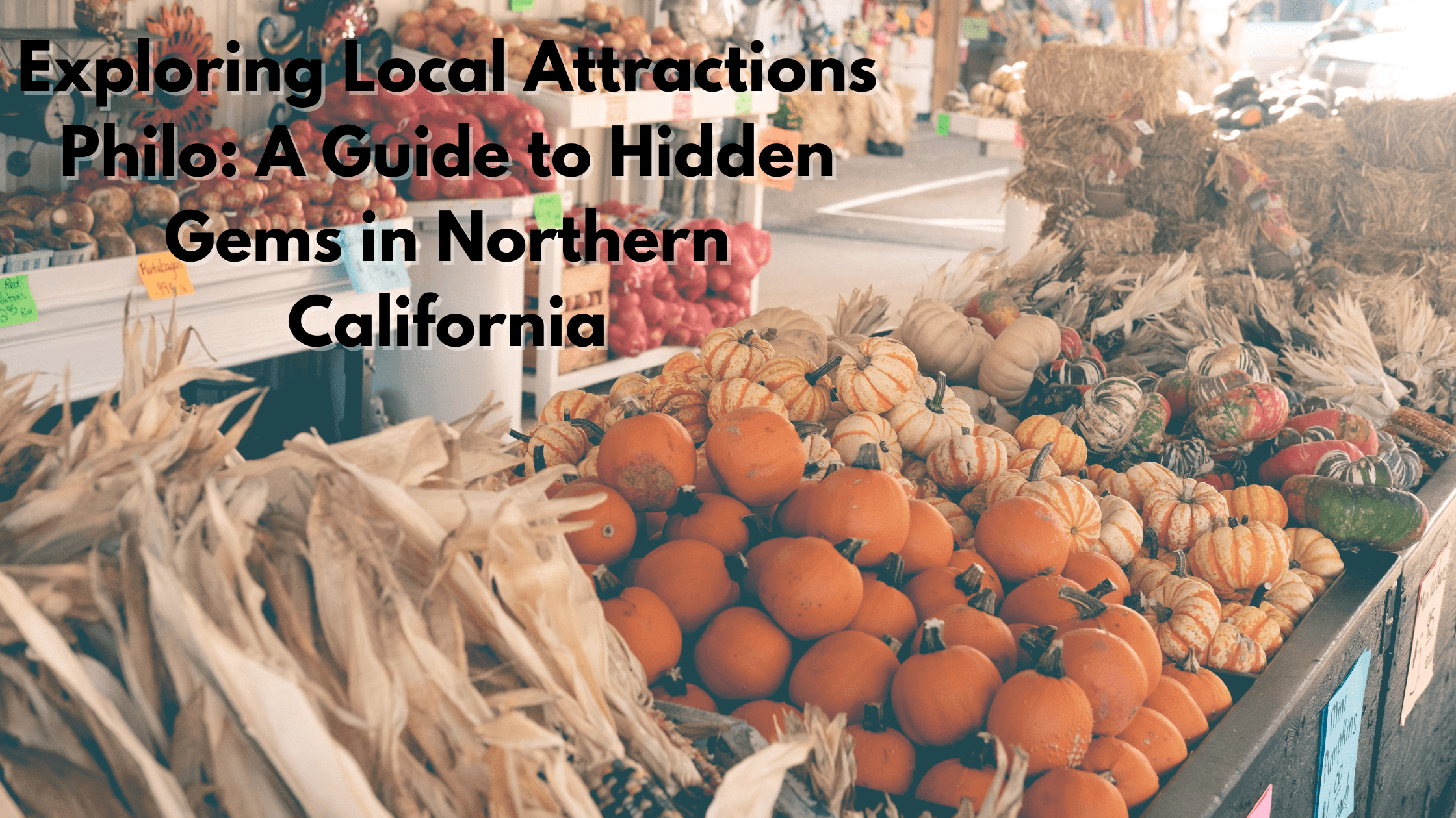 A vibrant display of pumpkins and gourds at a local market in Philo, Northern California.